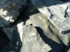 Fossilien