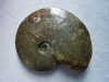 Fund Elmar Neisser 1