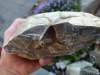 Gefundene Septarie