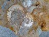 Fossilien Vorschau