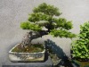 Prächtiger Bonsai